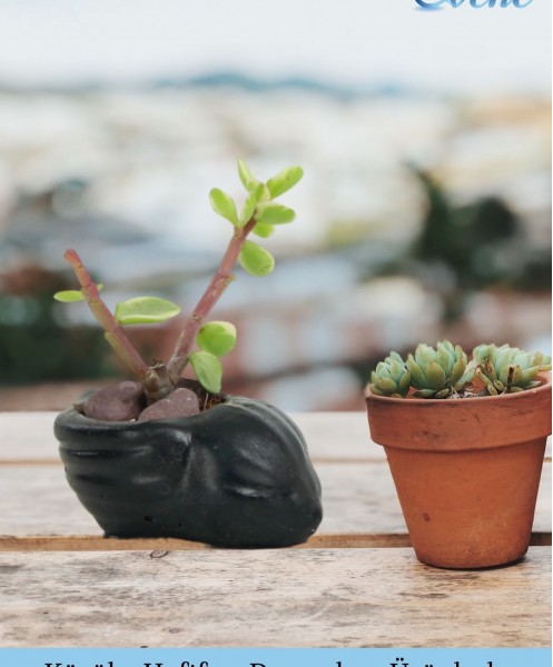 Mini Çiçek Saksı Küçük Sukulent Siyah Kaktüs Saksısı Mini Deniz Salyangozu Model